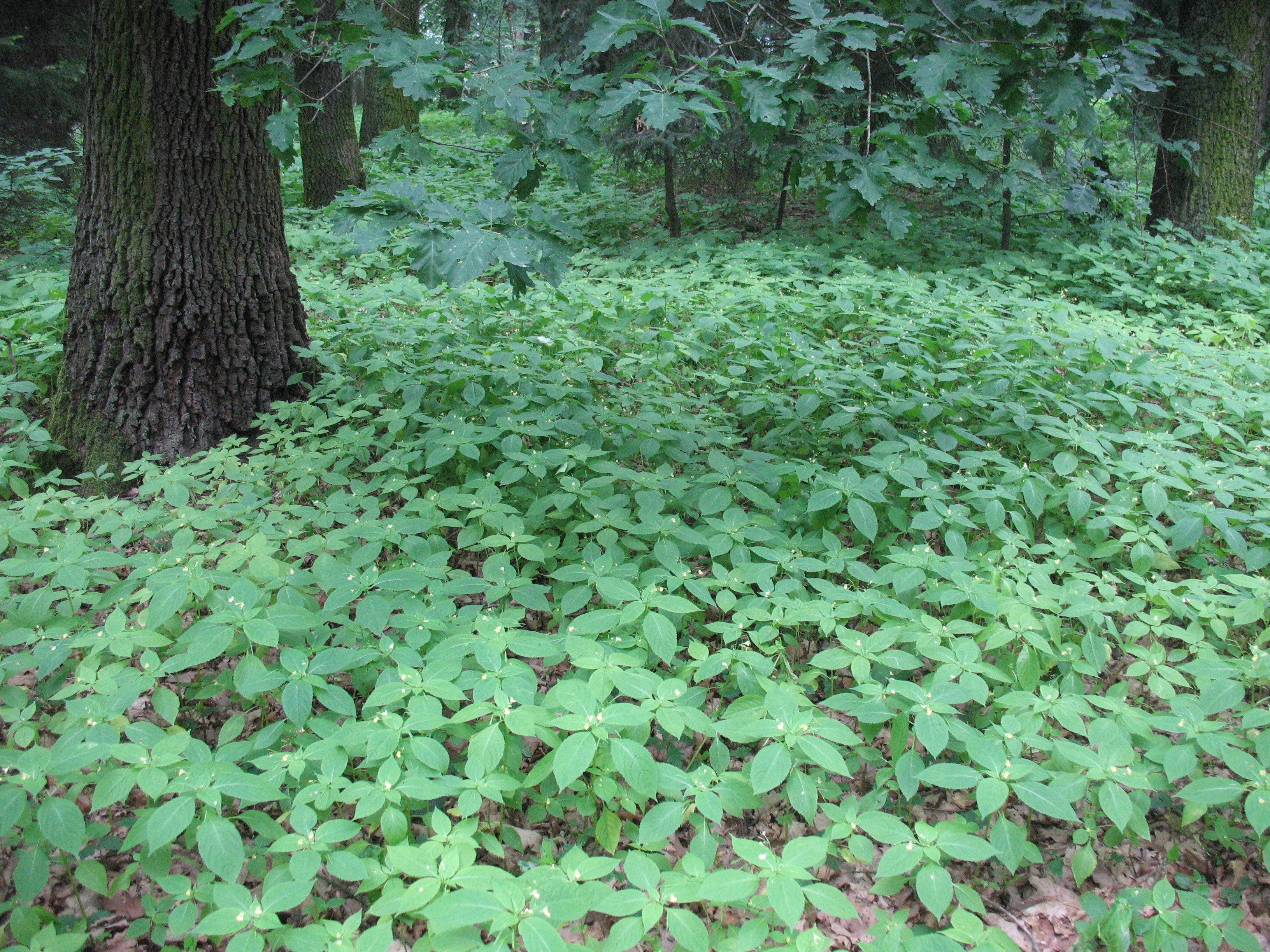 Small-flowered jewelweed growing throughout forest understory. A large tree trunk is seen int eh order with smaller trees along the outskirts, but jewelweed dominates the understory.