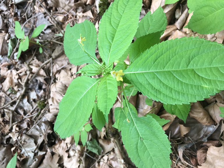 Small-flowered jewelweed with large, pale leaves and small yellow flowers growing out of brown, dried leaves.