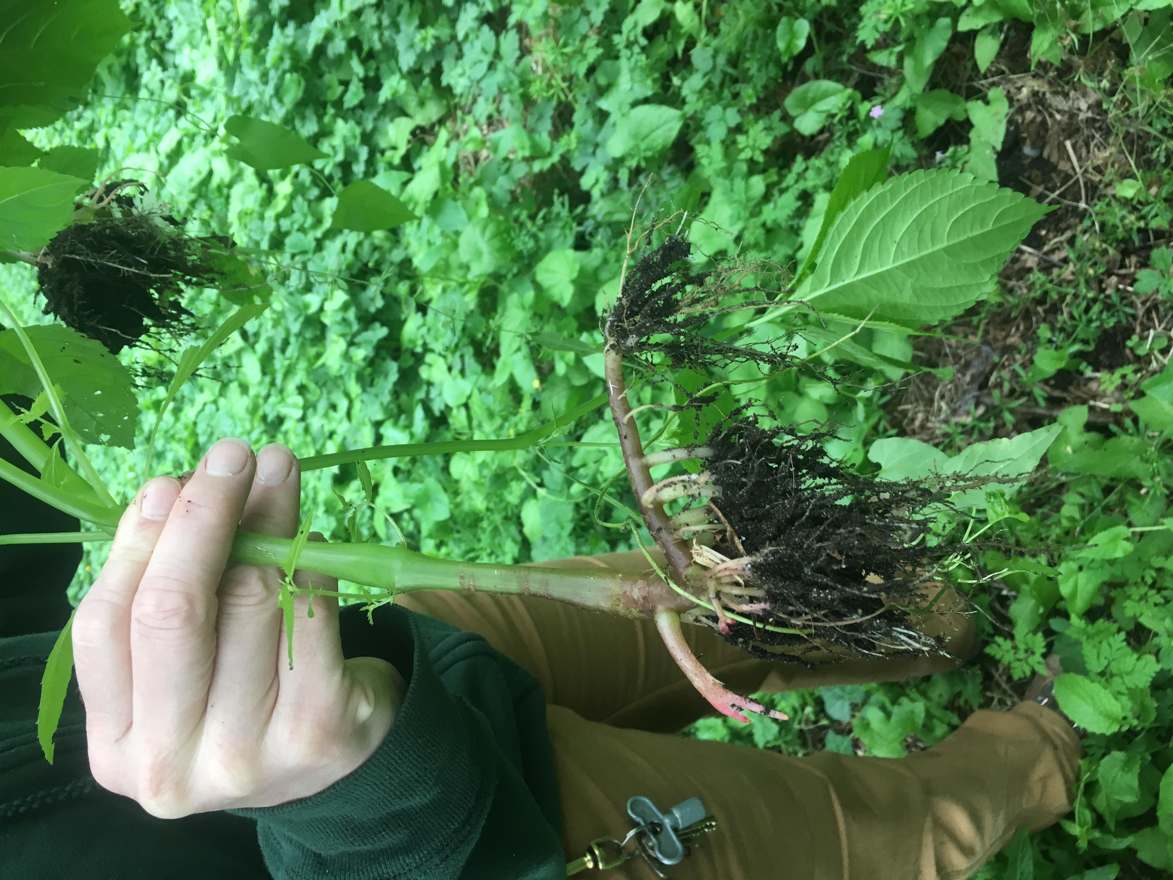 A small-flowering jewelweed being held by person standing among dense ground cover vegetation.