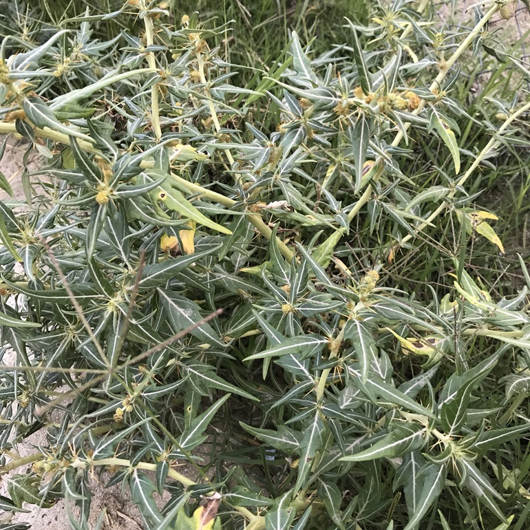 Green leaves of a small shrub with lighter yellow stems