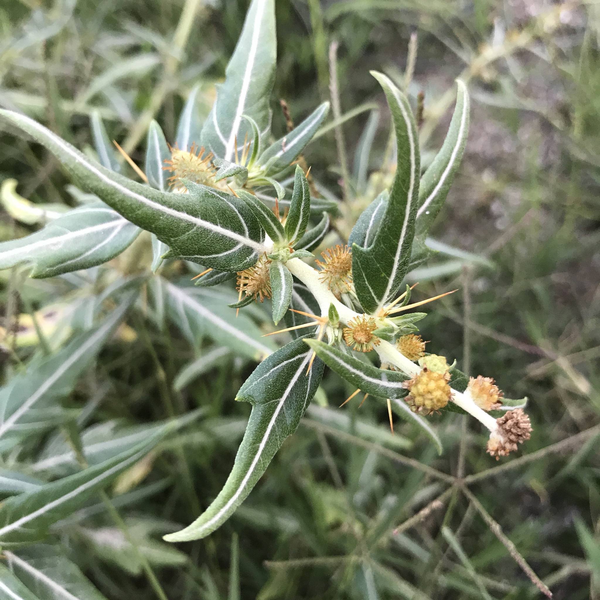 Closeup of plant branch with burrs, spines, leaves, and a white stem.