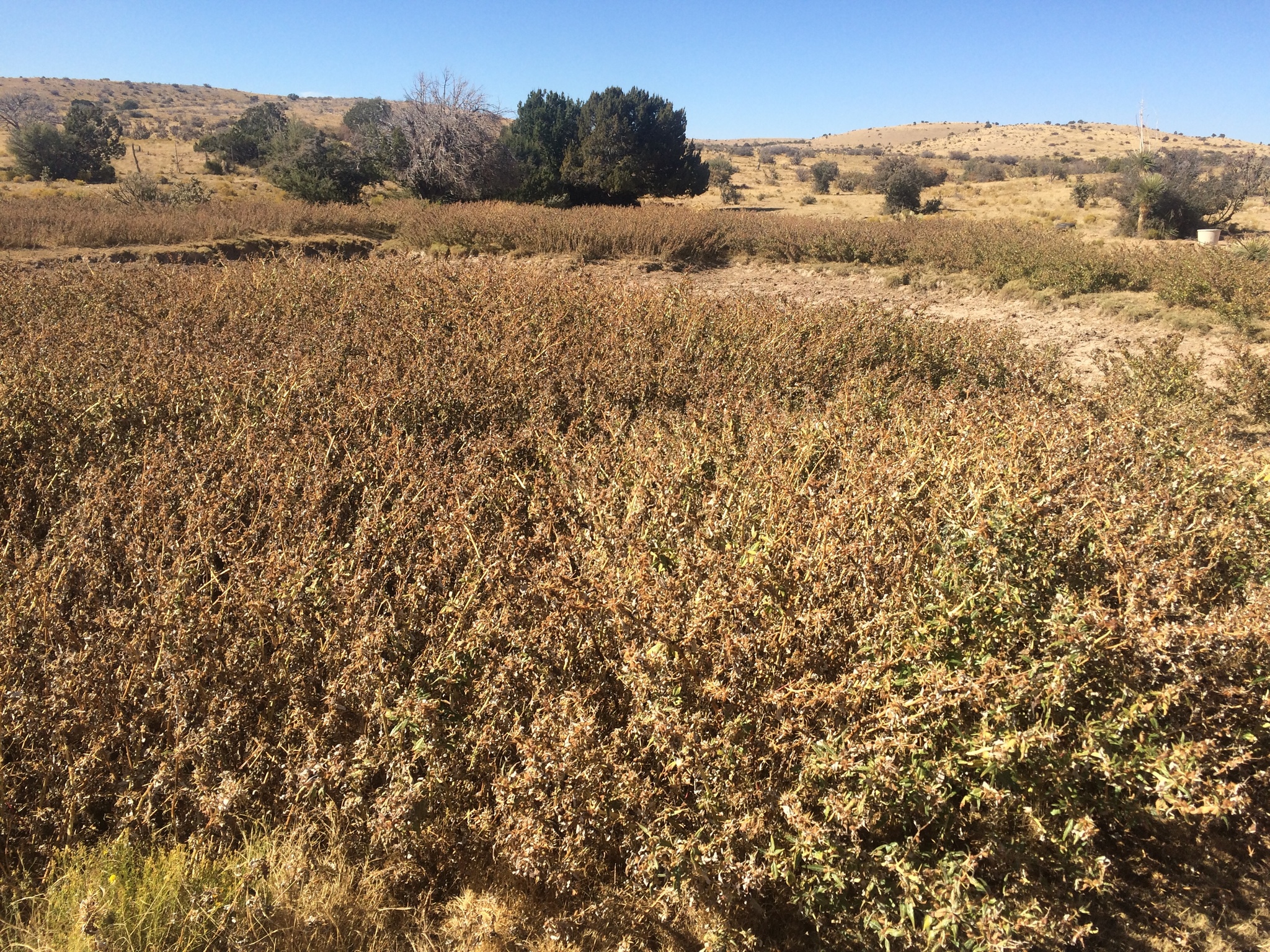 An arid landscape with a large field of brown spiny cocklebur with larger trees and shrubs in the distance.