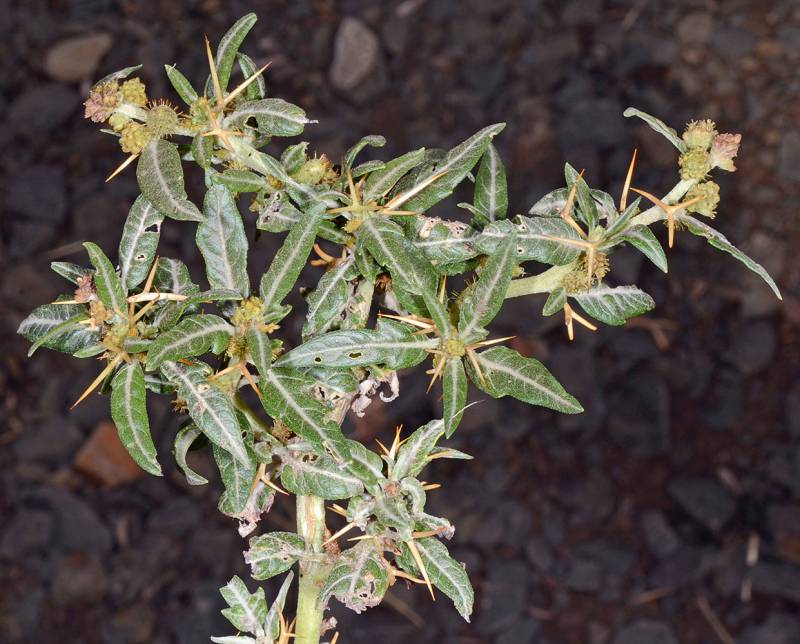 Green leaves of a small shrub surrounded by dimly lit gravel.