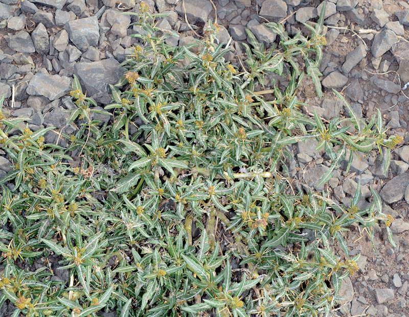 Green leaves of a small shrub surrounded by gravel.