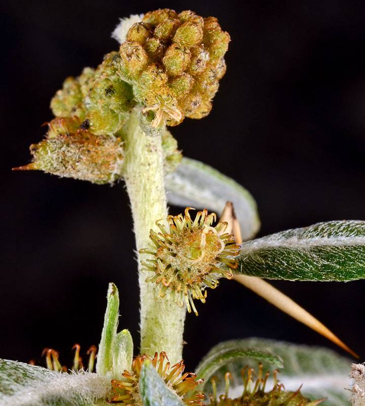 Close up of brown burrs, green leaves and flowers on a black background.