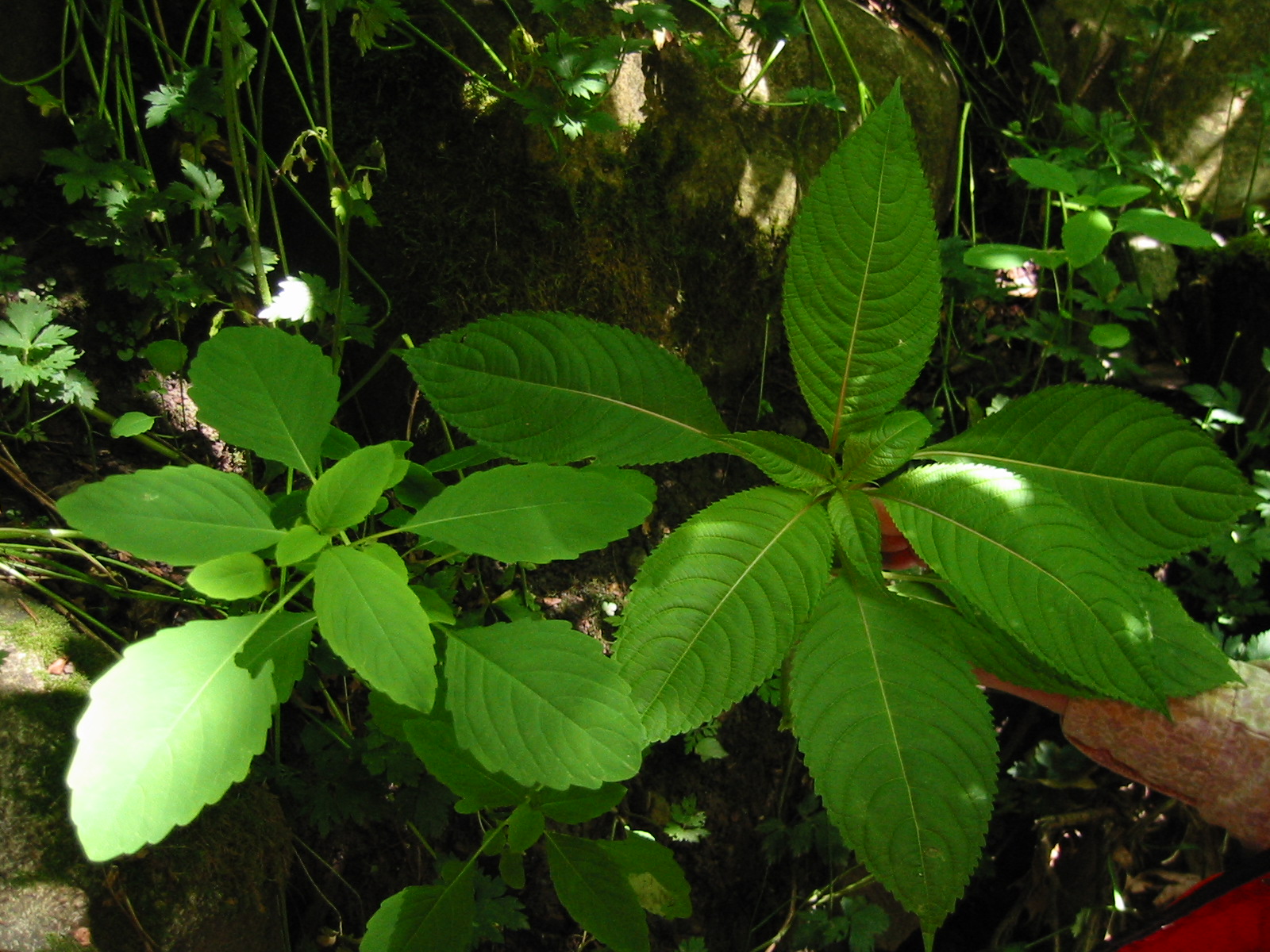 Comparison of the young leaves of spotted jewelweed (left) and policeman’s helmet (right).