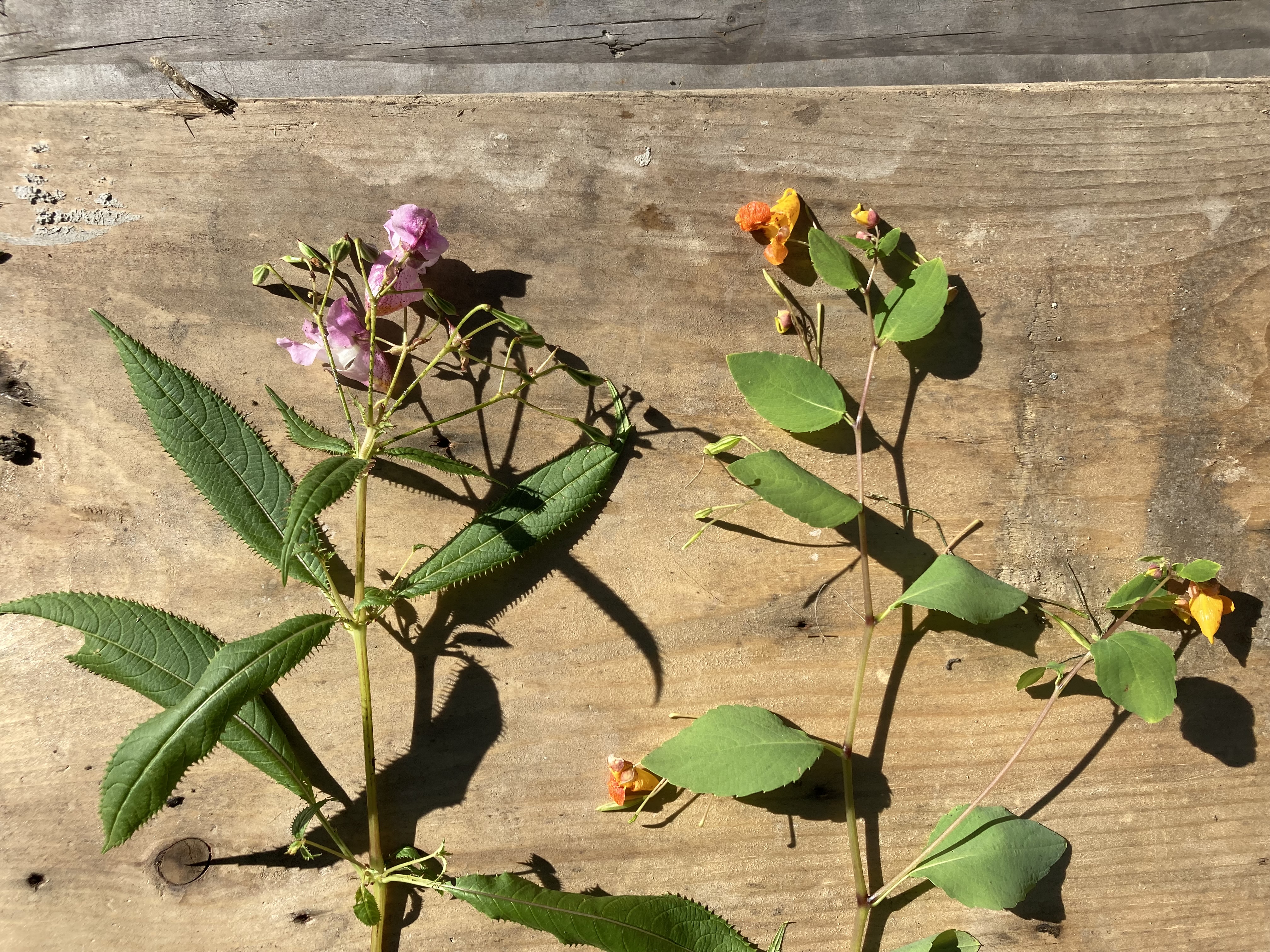 Comparison of mature plants of spotted jewelweed (right) and policeman’s helmet (left).