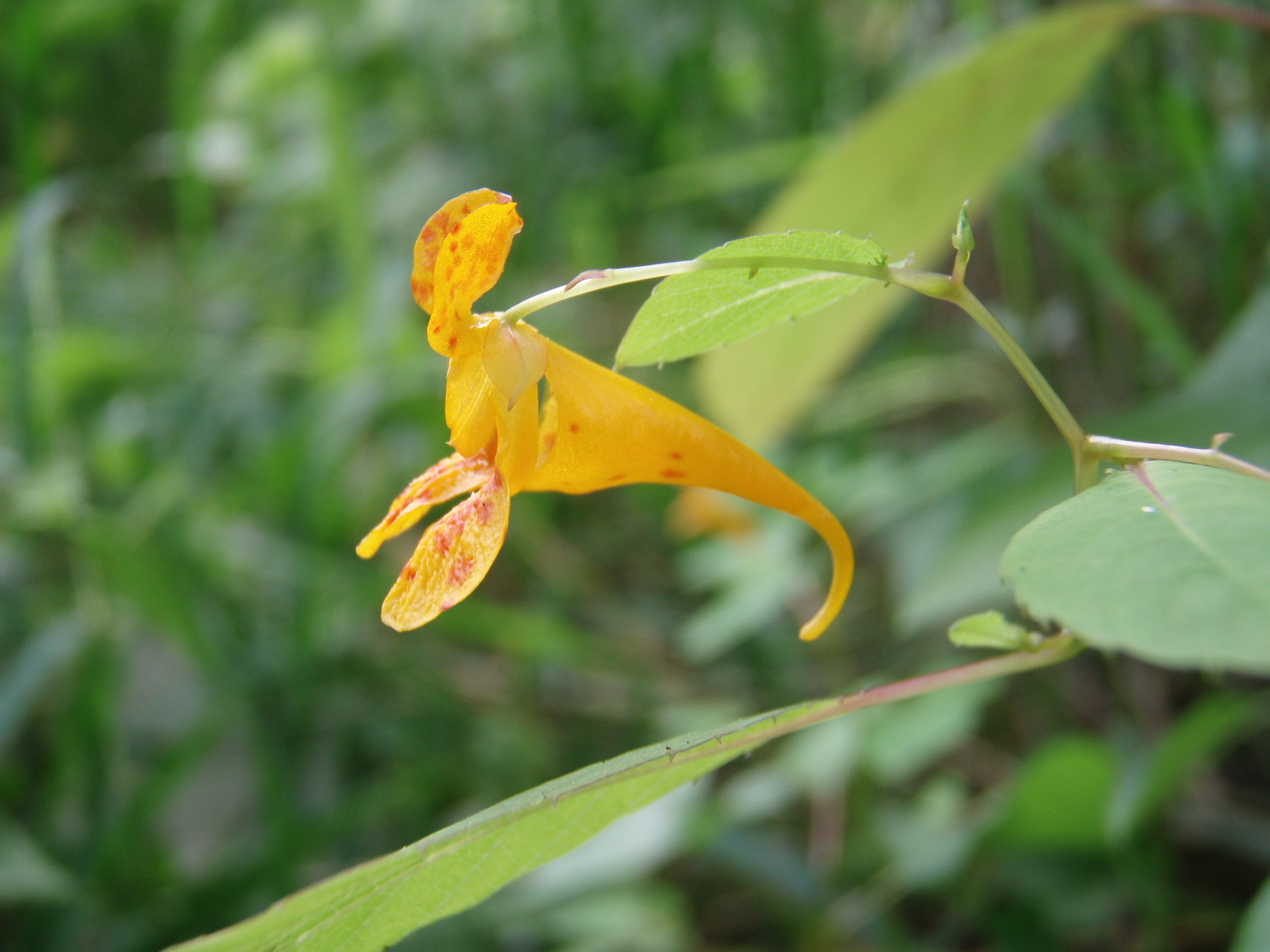 Close up of a spotted jewelweed flower.
