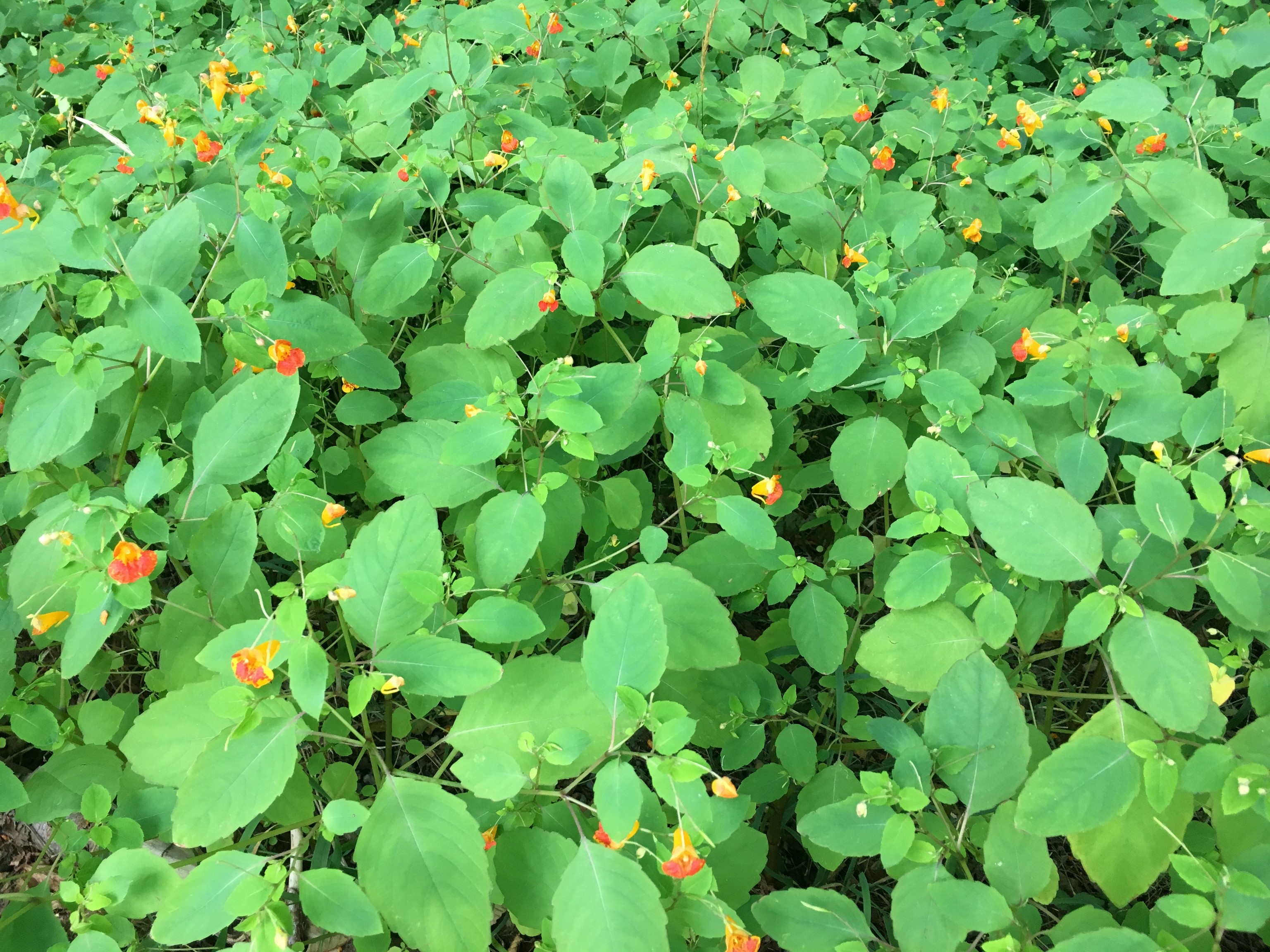 Spotted jewelweed patch in flower. Photo credit: Joe Olbrych, 2018.