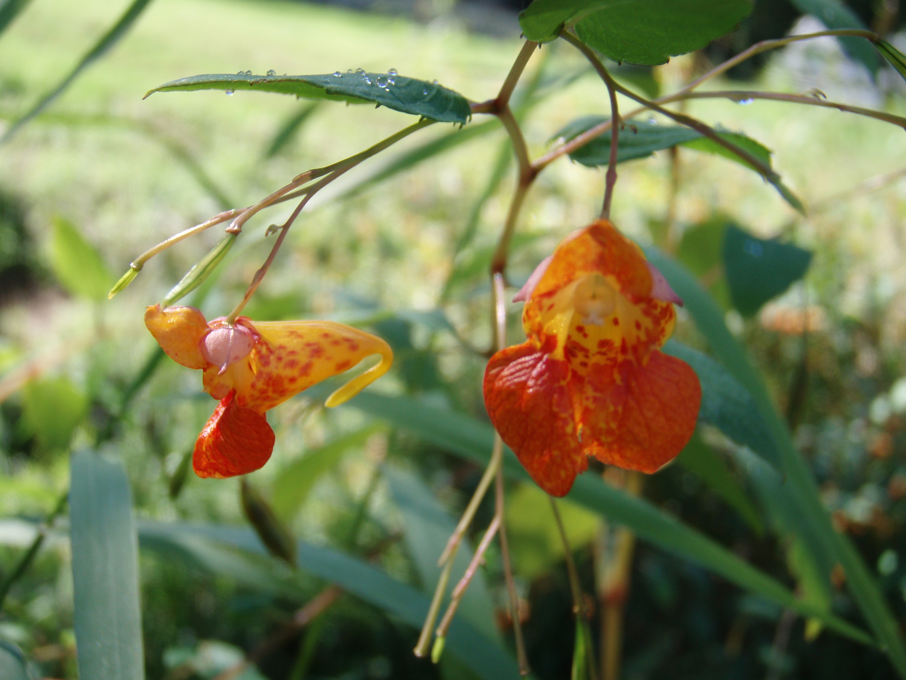 A front and side view of spotted jewelweed flowers.