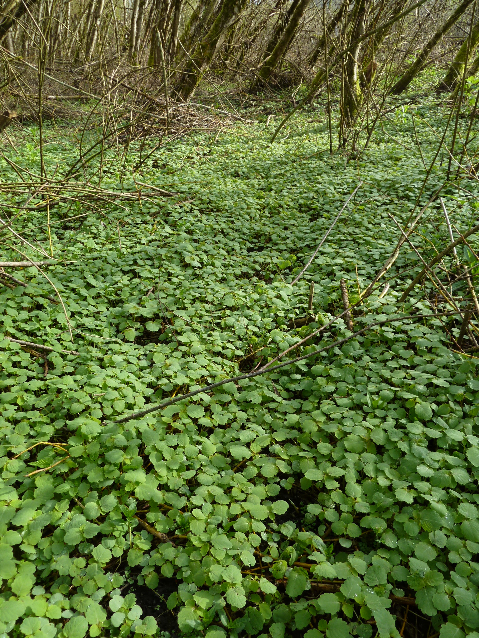 Carpet of spotted jewelweed flowers. Photo credit: Warren, 2014.