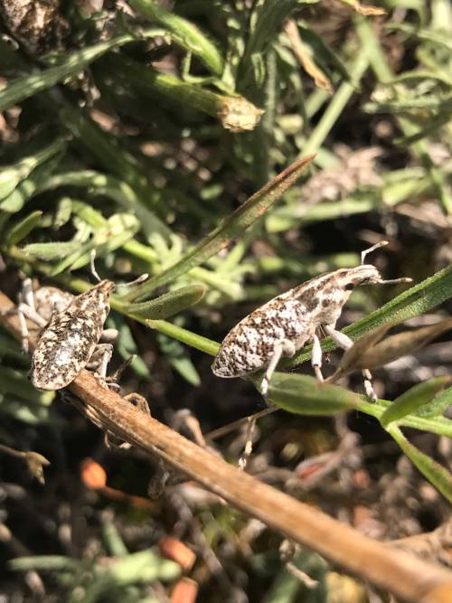 two insects on green and brown stems. The insects are a mottled white, brown, and black with white legs and antennae.
