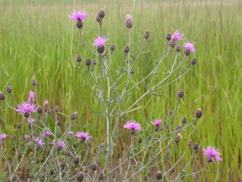 purple tufted flowers in spindly light green stems. The tufted flowers are above dark bracts. There's many flowers on one plant.
