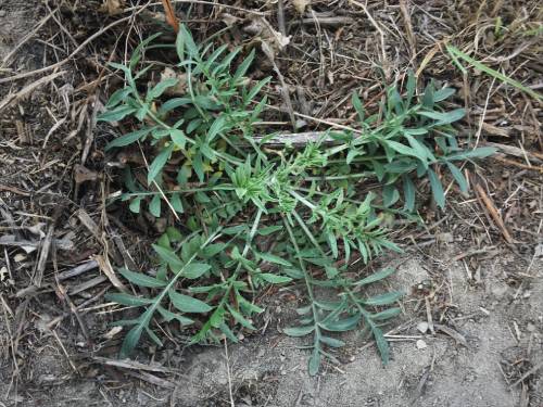 a rosette, the leaves are lighter in the middle and darker at the edges. The leaves have distinct midveins.