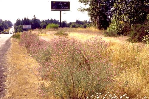 a roadside ditch full of flowering spotted knapweed