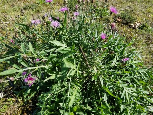 spotted knapweed close to the ground. the purple flowers are intermixed with leaves in a rounded patch.