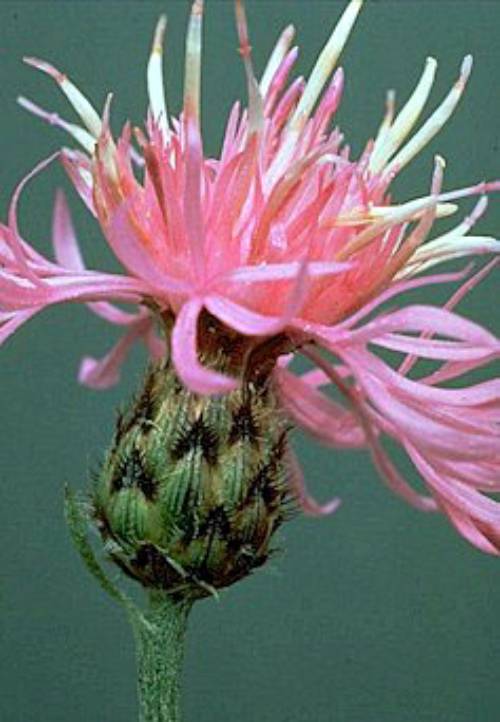 pink petals growing up and out on top of fuzzy black pointed bracts with green bases.