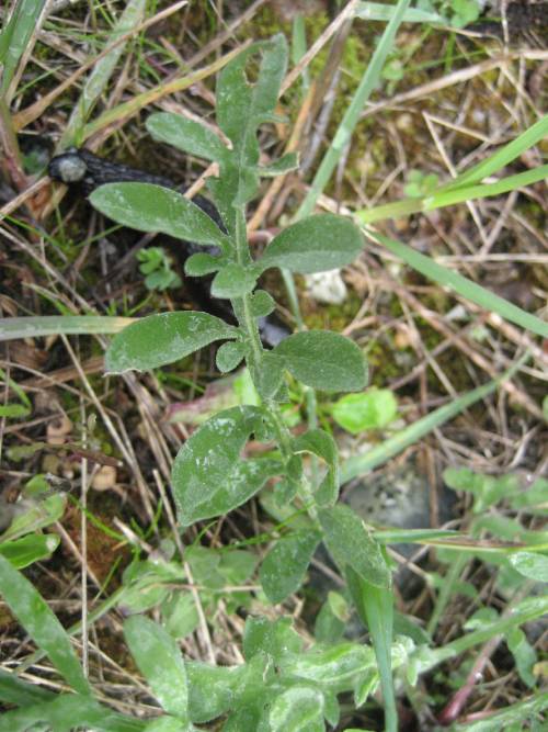 stem and leave, some of the leaves have been eaten by inscets. some of the leaves have multiple sections, smaller leaflets growing at the base of the main leaf.