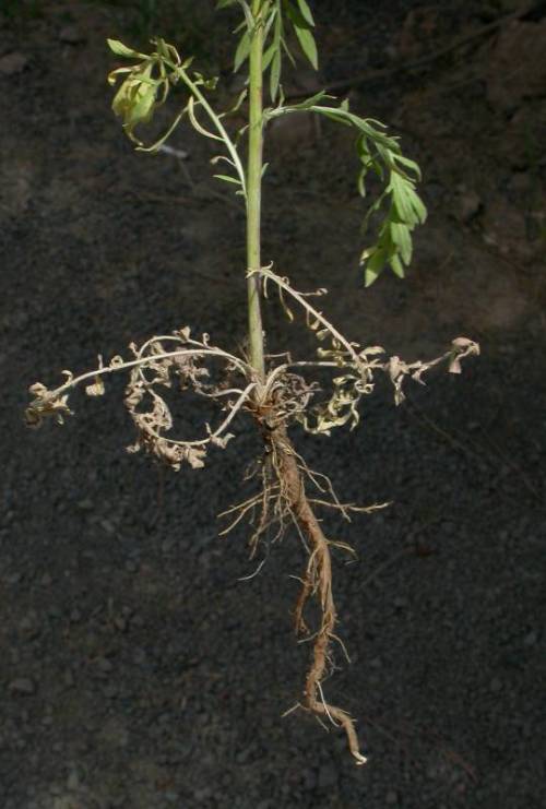 a taproot with smaller thread like roots growing off of it.