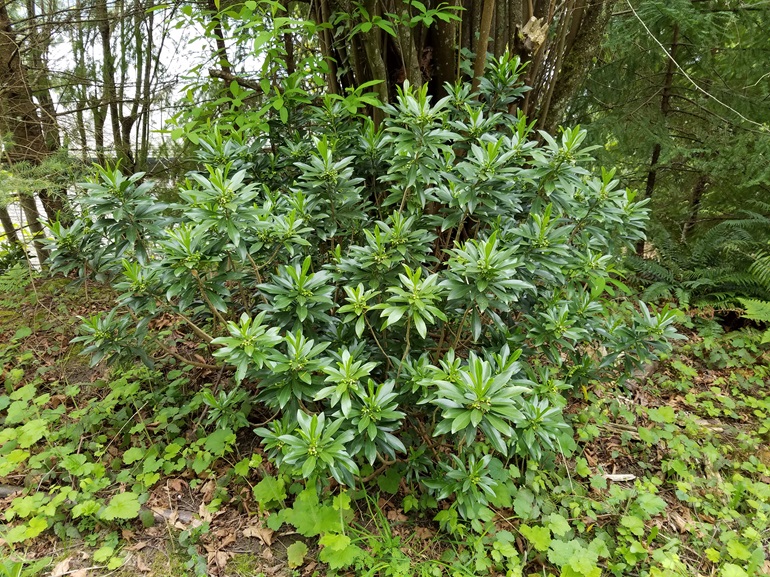 A large clump of spurge laurel, showing many stems coming from the same plant, with shiny green whorled leaves at the ends.