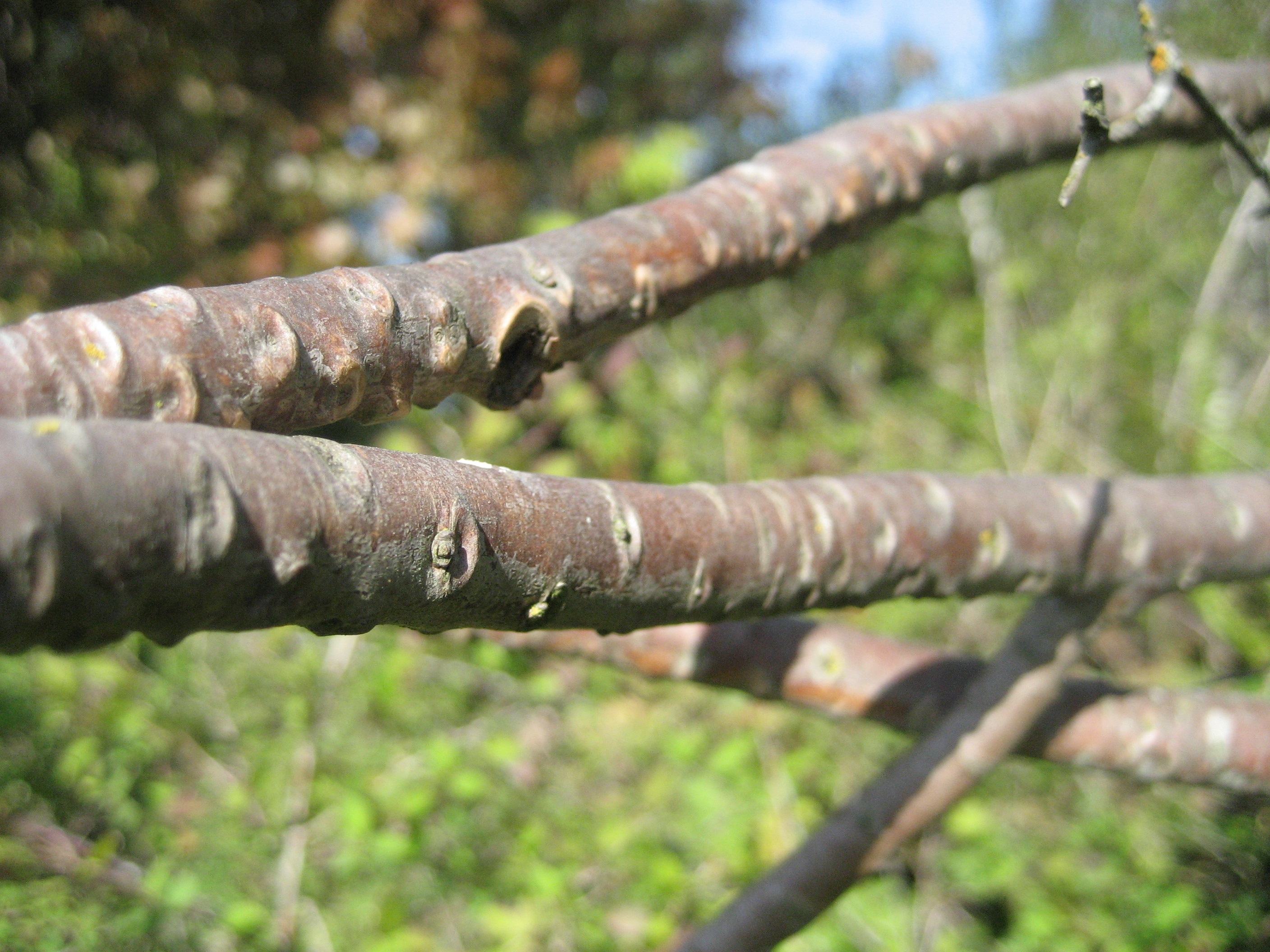 Close up view of spurge laurel’s bark which is reddish-brown and is bumpy where previous branches were attached.