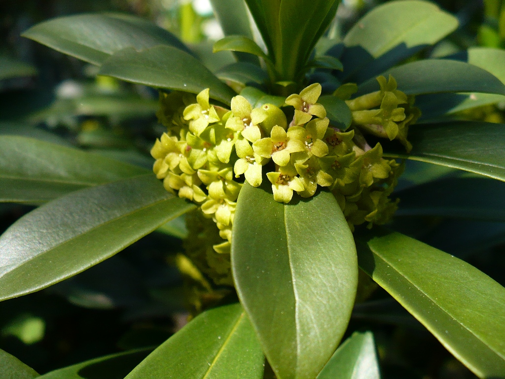 Zoomed in view of the small four petaled yellow flowers in a bunch with orange stamens.