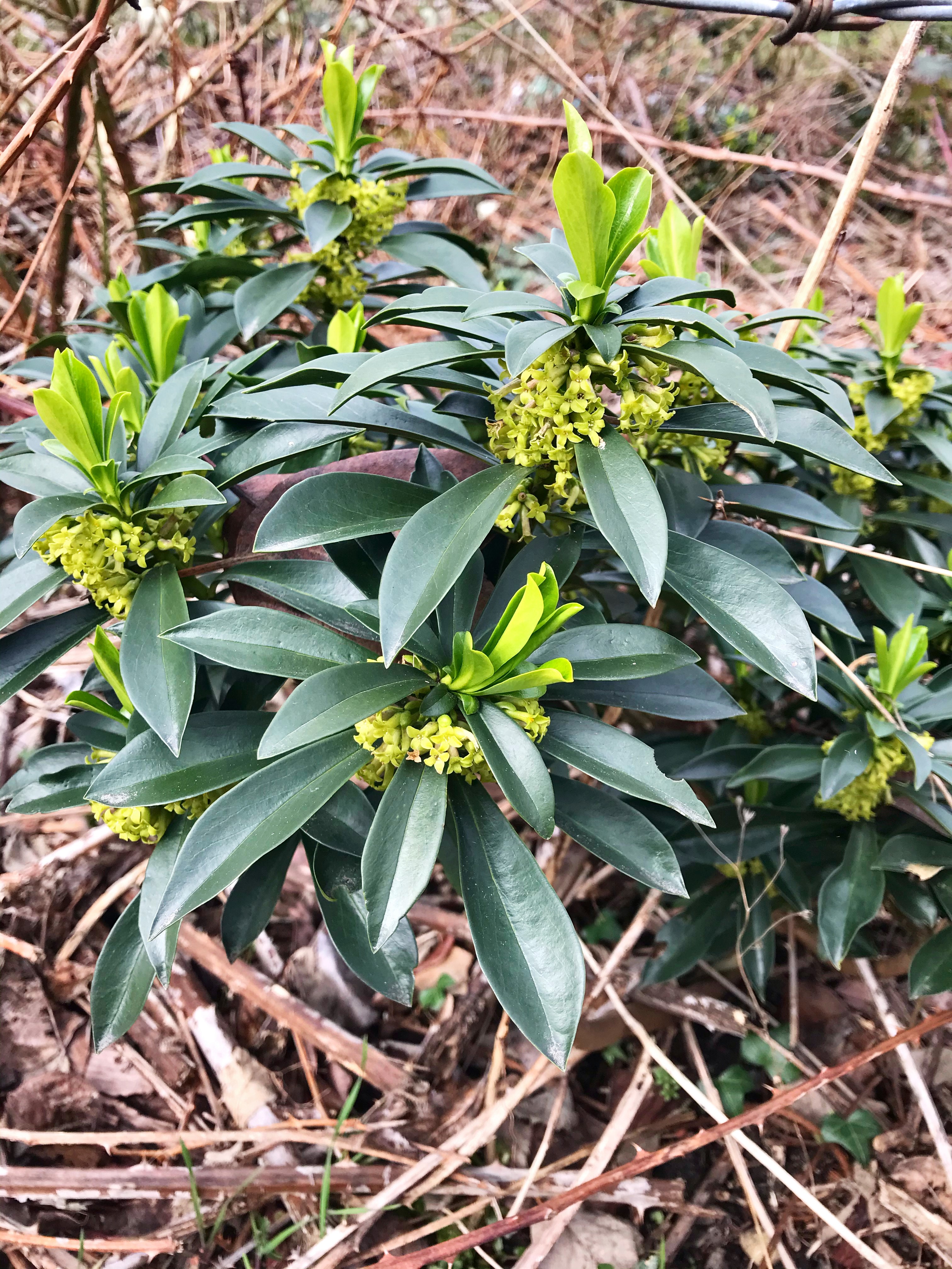 Small yellow flowers in a bunch surrounding the top of the stem, intermixed with leaves. Young bright green leaves growing from the very top.