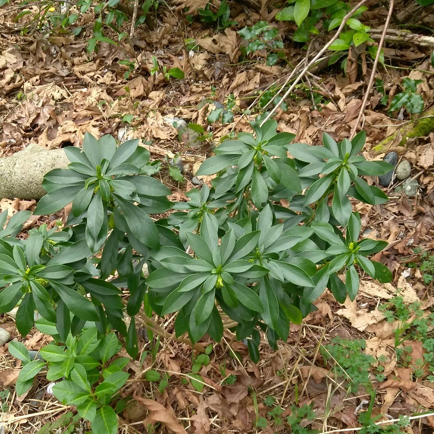 A close up of a single plant showing whorled shiny green leaves at the top of the stems.