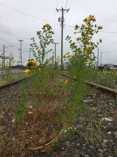 st johnswort growing out of a railway track. the stem is a lighter color and gets darker as the plant grows higher. the yellow flowers are only in the top 3rd of the plant