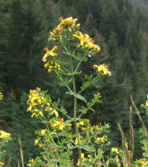 the top part of a st johnswort. Yellow flowers pointing out. The stamens are more of a golden color on some of the flowers.