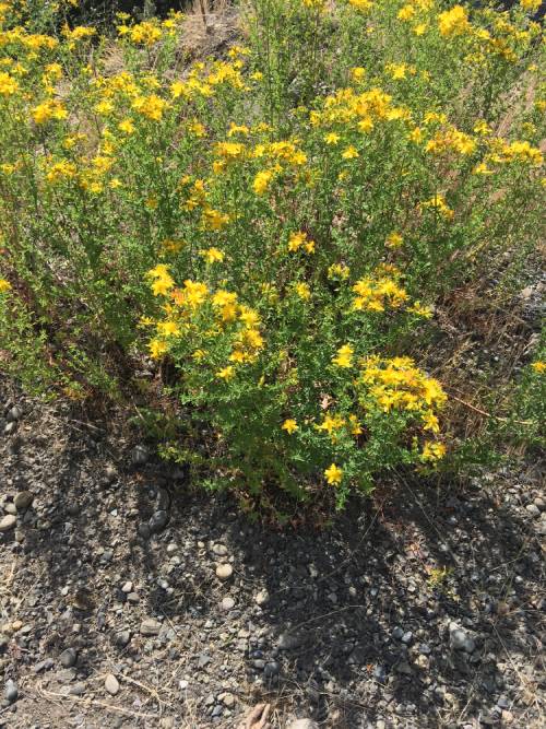 a patch of st johnswort in the sun. the yellow flowers and greens leaves are indistinct.