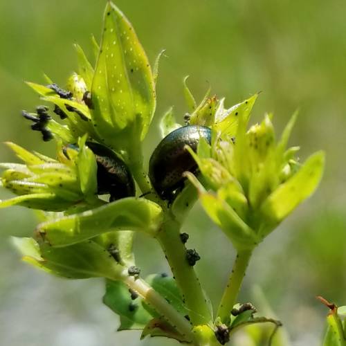 small black beetles on green leaves