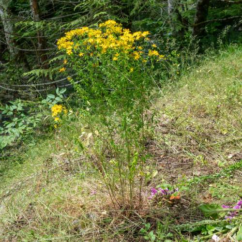 multiple stems of st johnswort clustered together. The yellow flowers are at the top with green leaves below. the leaves get denser closer to the top of the plant.