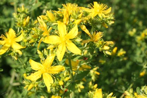 yellow star like flower with 5 petals. The stamens are also yellow and pointing out in all directions. The petals are curved up slightly at the ends.