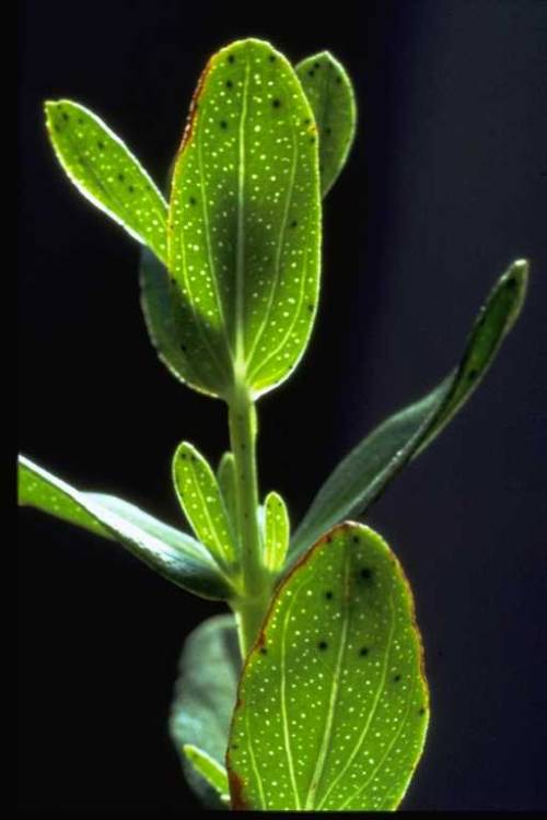 close up of st johnswort leaves. There is light spots throughout the leaf and multiple distinct veins.
