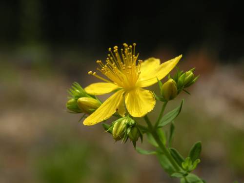 st johnswort flower surrounded by small yellow buds. the petals lay flat with the stamens pointing up and out.