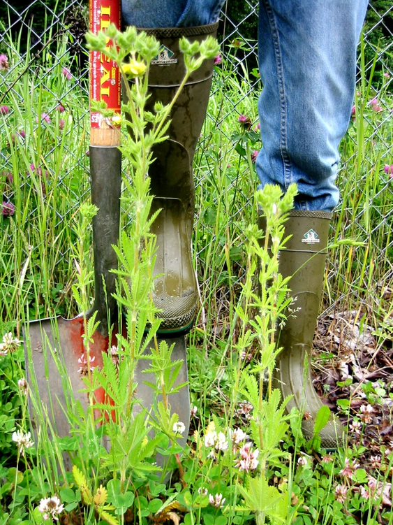 Digging out sulfur cinquefoil with a shovel.