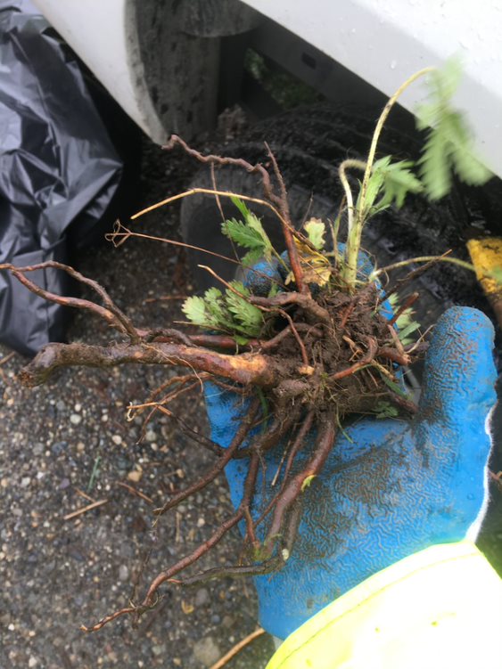 Sulfur cinquefoil taproot and some side roots.