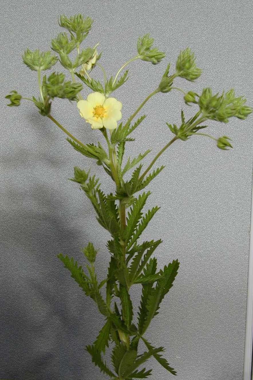 Sulfur cinquefoil plant with its first flower of the season.