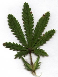 Sulfur cinquefoil leaf.