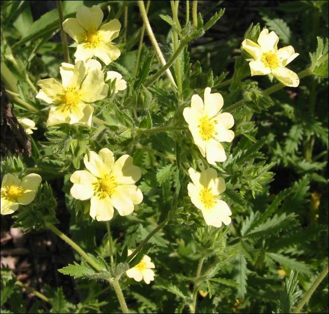 Sulfur cinquefoil buttery yellow flowers.