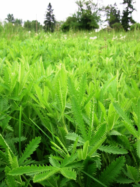 A field of sulfur cinquefoil.