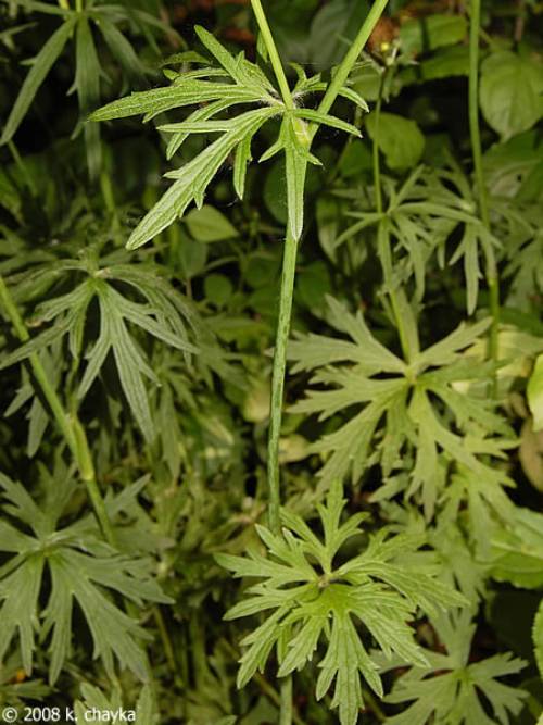 showing top leaves are smaller/thinner than bottom leaves along tall stems.