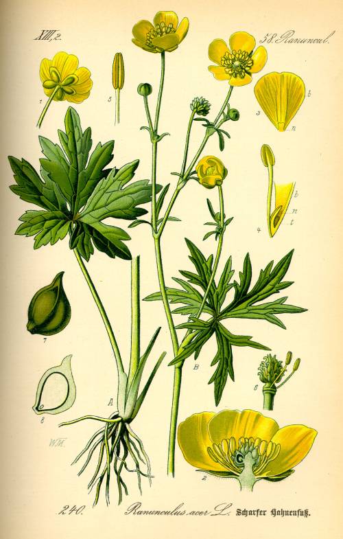 botanical illustration showing different plant parts. Bottom leaves wider and larger than higher up ones. flowers are typical yellow buttercup with 5 petals.