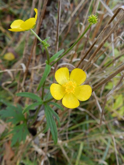 plant from top. main stem splits into 2. 2 individual grass like leaf blades then grows into yellow flower. one stem has small green spike ball.