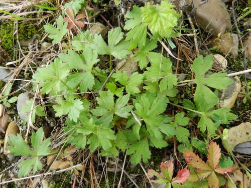low growing young plant has not developed tall stem yet, leaves are broader at this stage