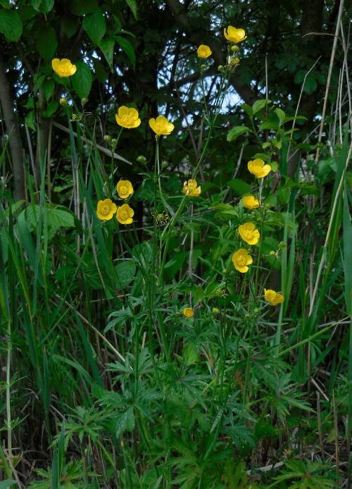 mature flowering plant with a dozen yellow flowers at the top of tall stems, top leaves not obvious, bottom leaves broader and sharply lobed