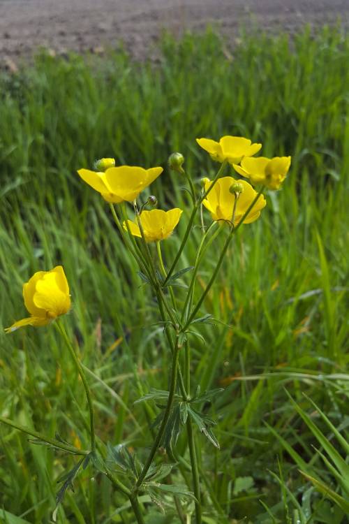 side view of flowering stem. leaves are small and narrow a few inches below yellow flowers