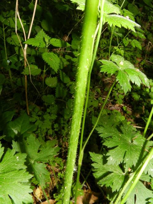 close up of mature tall stem, sparse white hairs along its entirety