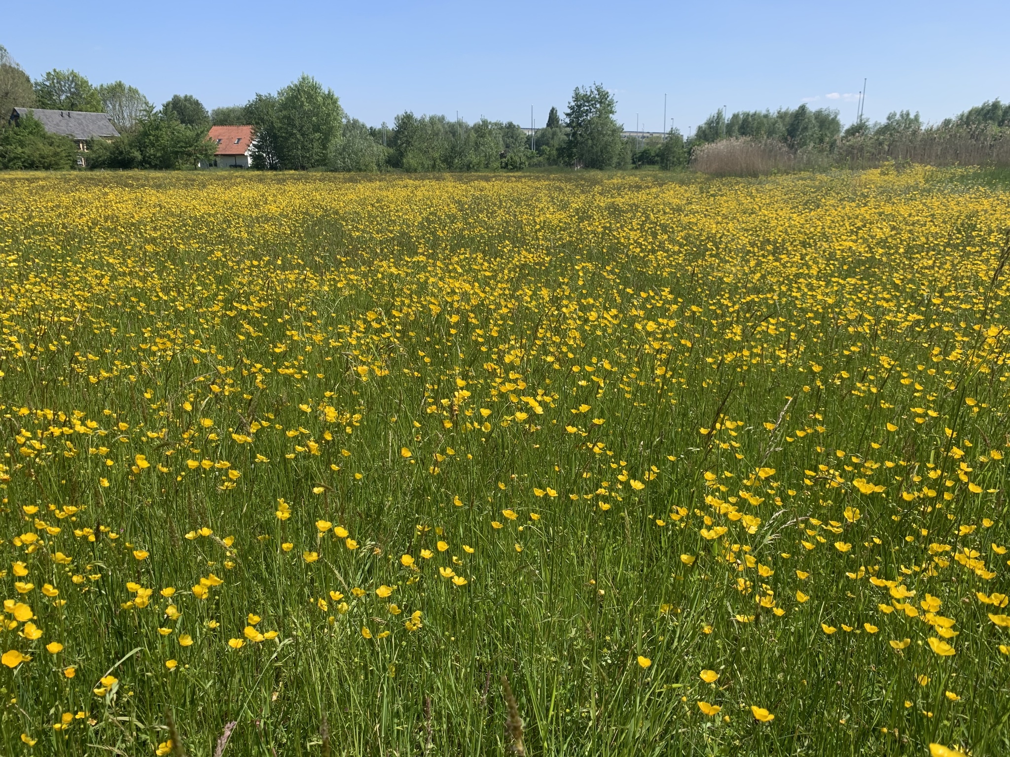 pasture from outside of fence with horses in distance, entire field is infestation of yellow flowers, no other vegetation visible in field
